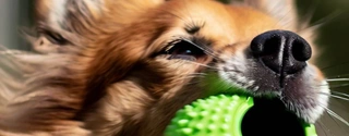 2023 Top 5 Auto Dog Ball Launchers: Compare & Select Perfect Fetch Toy