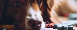 2023's Top 5 Dog Toy Puzzles: Find the Perfect Interactive Plush Toy