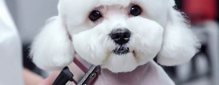 Best Dog Clippers for 2023: Reviewing Oneisall, Wahl, and More