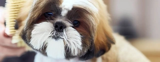 Best Pet Grooming Brushes 2023: Review & Buying Guide