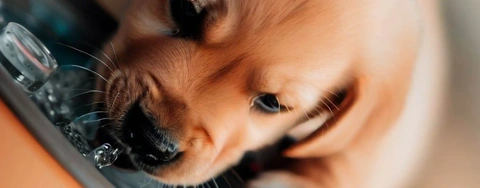 2023's Top 5 Pet Fountains: Choosing the Perfect One for Your Pet