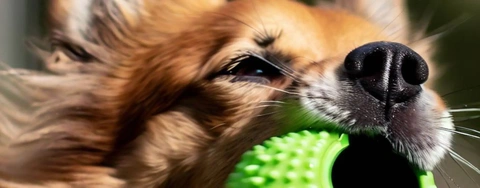 2023 Top 5 Auto Dog Ball Launchers: Compare & Select Perfect Fetch Toy