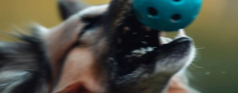 Top 5 Dog Toy Reviews 2023: Which One is Best for Your Pup?