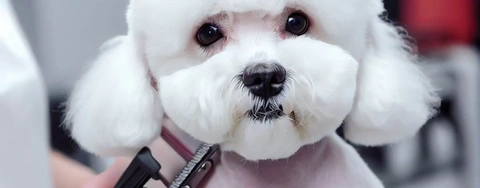 Best Dog Clippers for 2023: Reviewing Oneisall, Wahl, and More