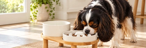 Top Ceramic Slow Feeder Bowls for Dogs Compared 2026