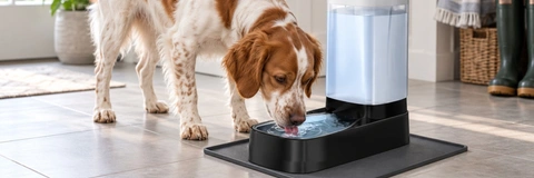 Best Pet Water Dispenser Reviewed: Top Choices for Large Dogs 2026