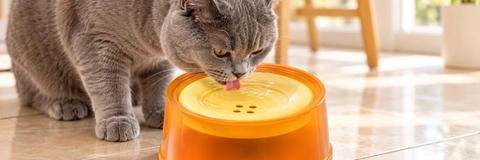 Top Spill-Proof Dog Water Bowls Compared for 2026 Buyers