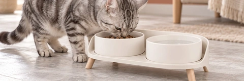 Best Dog Feeding Stations Reviewed: Top Picks for 2026 Buyers