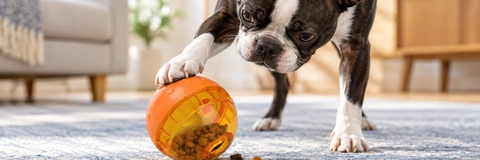 Best Dog Treat Toys Compared for 2026: Ultimate Enrichment Review