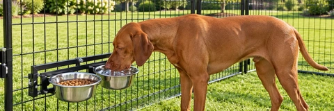 Best Dog Bowl Sets Compared: Top Feeding Solutions for 2026