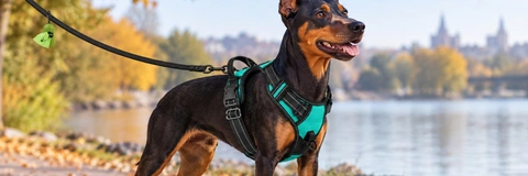 Best No Pull Dog Harnesses Compared for 2026 Review