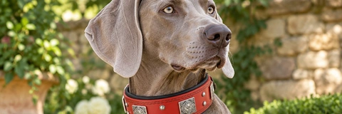 Top Large Dog Collar Comparison Reviewed for 2026 Buyers