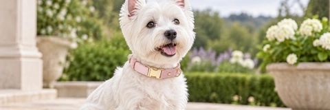 Best Dog Collars Compared: Find the Right Fit for Your Dog in 2026