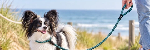 Best Dog Leashes Compared: Top Picks Reviewed for Your Next Walk