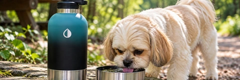 Best Dog Water Bottles Compared: 5 Picks Reviewed for 2026