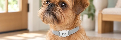 Best Pet ID Tags Compared: Top Picks for Every Buyer in 2026