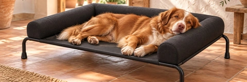Best Elevated Dog Beds Compared: Find Your Perfect Fit in 2026