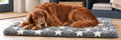Best Dog Bed Mats Compared: 5 Reviewed for Every Pet and Budget